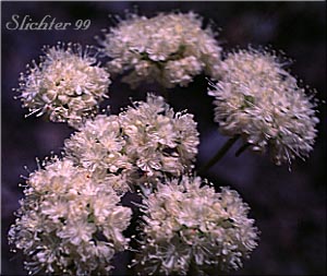 Inflorescence of Heart-leaf Buckwheat, Northern Buckwheat: Eriogonum compositum var. compositum