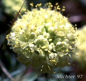 Inflorescence of Eriogonum douglasii var. tenue