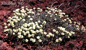 Eriogonum douglasii var. tenue