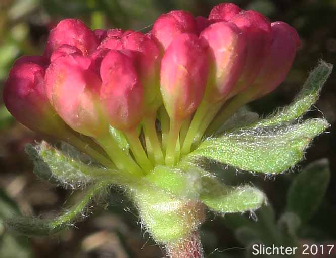 Scabland Wild Buckwheat: Eriogonum sphaerocephalum var. sublineare (Synonyms: Eriogonum douglasii var. sublineare, Eriogonum douglasii var. tenue)
