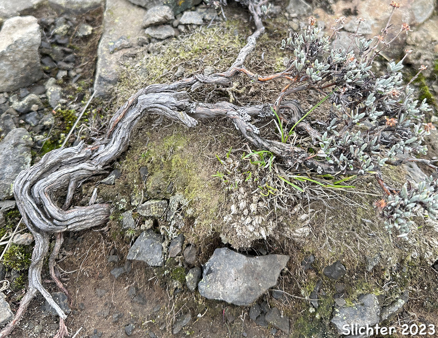 Scabland Wild Buckwheat: Eriogonum sphaerocephalum var. sublineare (Synonyms: Eriogonum douglasii var. sublineare, Eriogonum douglasii var. tenue)