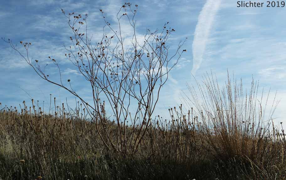 Rush Buckwheat, Tall Buckwheat, Tall Woolly Buckwheat: Eriogonum elatum var. elatum (Synonym: Eriogonum elatum var. limonifolium)