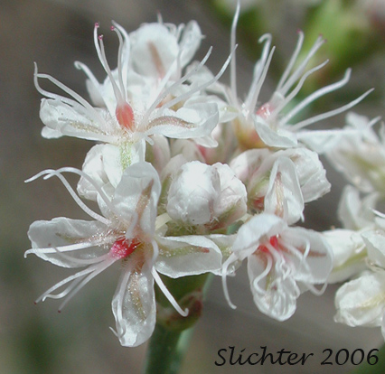 Flowers of Tall Buckwheat, Tall Woolly Buckwheat, Rush Buckwheat: Eriogonum elatum var. elatum (Synonym: Eriogonum elatum var. limonifolium)