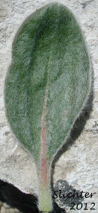 Dorsal leaf surface of Piper's Buckwheat, Piper's Golden Buckwheat, Piper's Wild Buckwheat: Eriogonum flavum var. piperi (Synonyms: Eriogonum androsaceum, Eriogonum flavum ssp. piperi, Eriogonum flavum var. linguifolium, Eriogonum piperi)