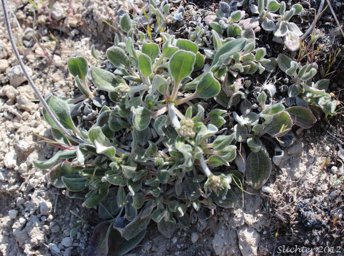 Piper's Buckwheat, Piper's Golden Buckwheat, Piper's Wild Buckwheat: Eriogonum flavum var. piperi (Synonyms: Eriogonum androsaceum, Eriogonum flavum ssp. piperi, Eriogonum flavum var. linguifolium, Eriogonum piperi)
