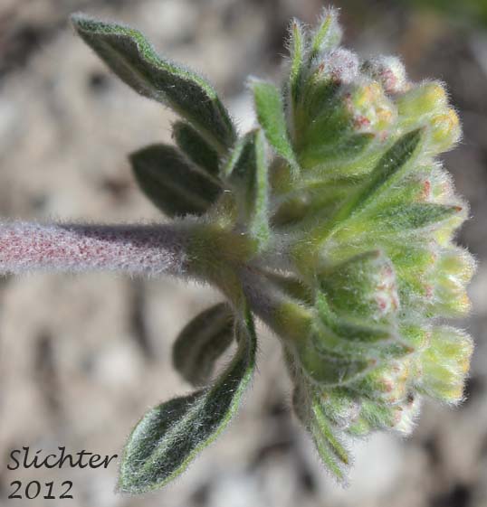 Piper's Buckwheat, Piper's Golden Buckwheat, Piper's Wild Buckwheat: Eriogonum flavum var. piperi (Synonyms: Eriogonum androsaceum, Eriogonum flavum ssp. piperi, Eriogonum flavum var. linguifolium, Eriogonum piperi)