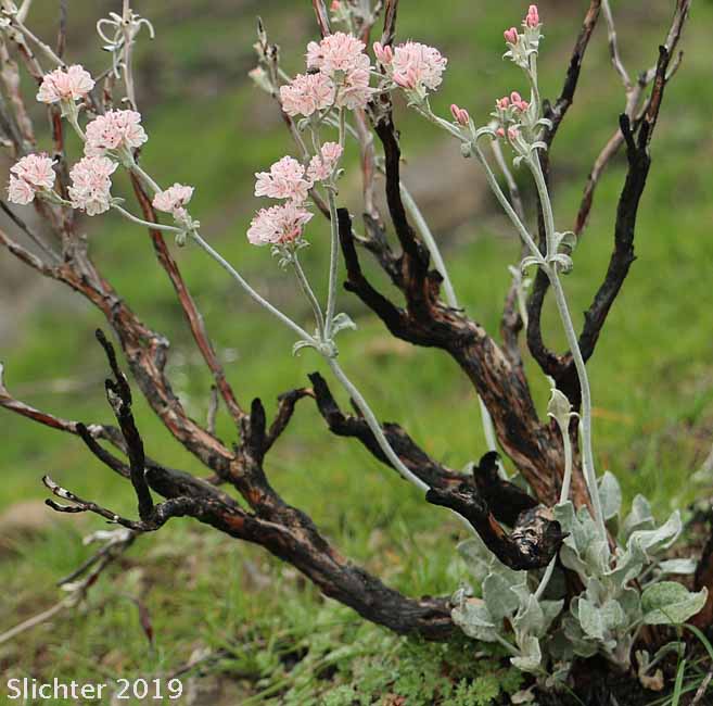 Snow Buckwheat Eriogonum niveum (Synonyms: Erigonum niveum var. decumbens, Eriogonum niveum var. niveum)