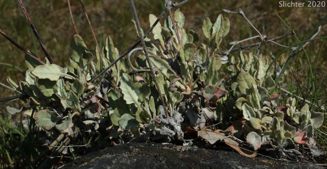 Snow Buckwheat Eriogonum niveum (Synonyms: Erigonum niveum var. decumbens, Eriogonum niveum var. niveum)
