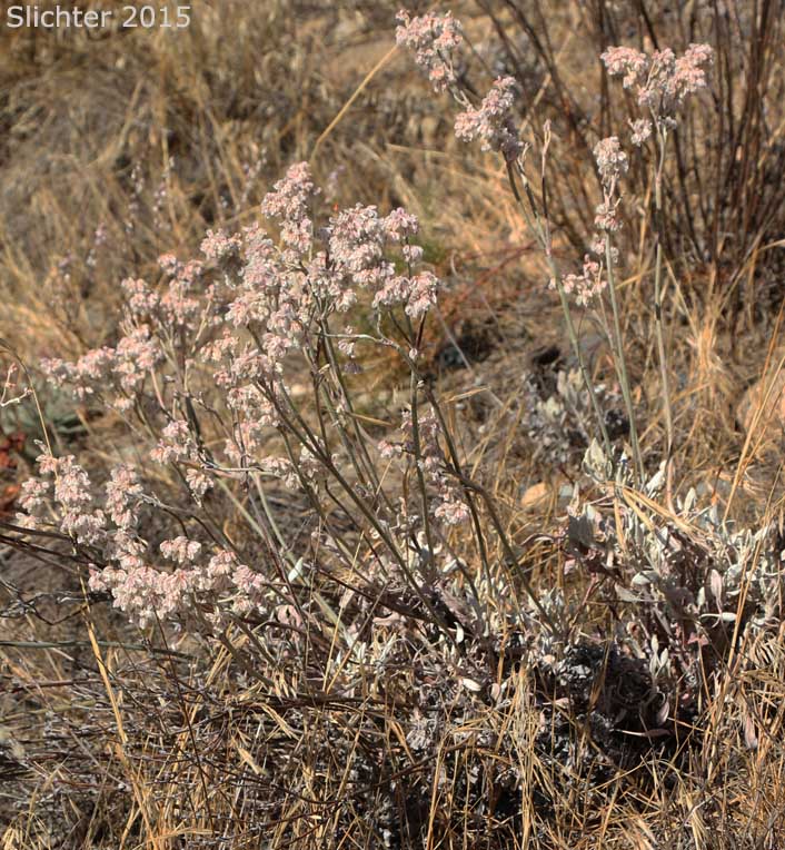 Snow Buckwheat Eriogonum niveum (Synonyms: Erigonum niveum var. decumbens, Eriogonum niveum var. niveum)