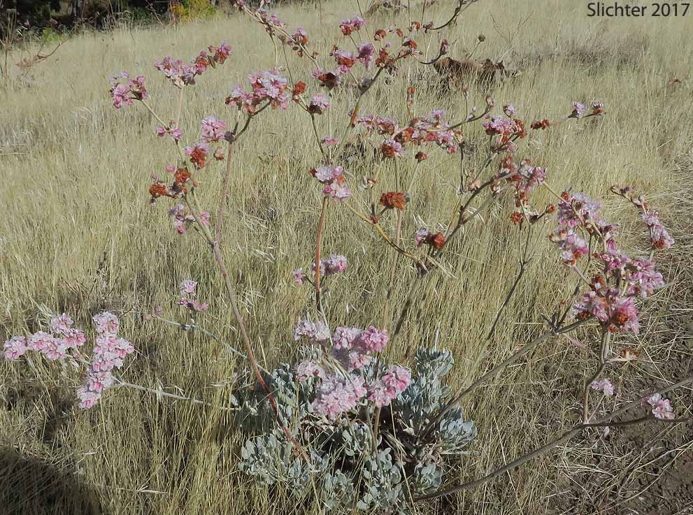 Snow Buckwheat Eriogonum niveum (Synonyms: Erigonum niveum var. decumbens, Eriogonum niveum var. niveum)