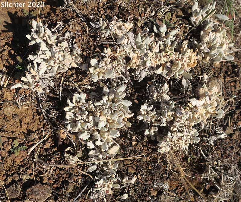 Leaves of Snow Buckwheat Eriogonum niveum (Synonyms: Erigonum niveum var. decumbens, Eriogonum niveum var. niveum)