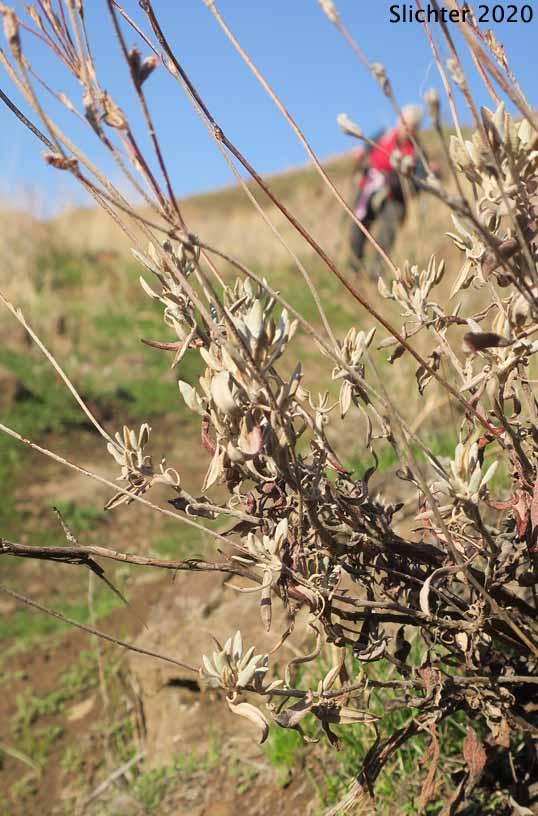 Snow Buckwheat Eriogonum niveum (Synonyms: Erigonum niveum var. decumbens, Eriogonum niveum var. niveum)
