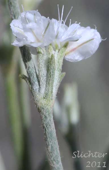 Close-up sideview of a flower of Snow Buckwheat Eriogonum niveum (Synonyms: Erigonum niveum var. decumbens, Eriogonum niveum var. niveum)