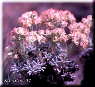 Thyme Buckwheat, Thyme-leaf Wild Buckwheat, Thyme-leaved Buckwheat: Eriogonum thymoides (Synonyms: Eriogonum sphaerocephalum ssp. minimum, Eriogonum thymoides ssp. congestum)