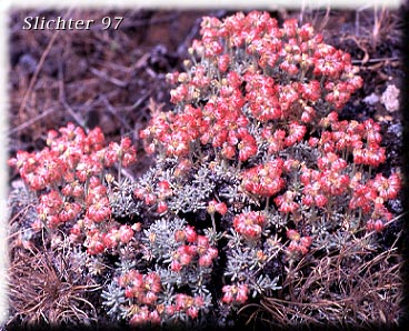 Thyme Buckwheat, Thyme-leaf Wild Buckwheat, Thyme-leaved Buckwheat: Eriogonum thymoides (Synonyms: Eriogonum sphaerocephalum ssp. minimum, Eriogonum thymoides ssp. congestum)