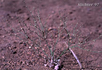 Eriogonum baileyi