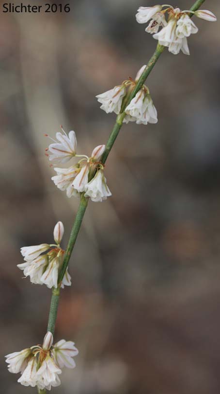 Inflorescence of Broom Buckwheat, Wickerstem Buckwheat, Wire-stem Buckwheat: Eriogonum vimineum (Synonyms: Eriogonum shoshonense, Eriogonum vimineum ssp. shoshonense, Eriogonum vimineum var. shoshonense, Eriogonum vimineum var. shoshonense, Eriogonum vimineum var. vimineum)