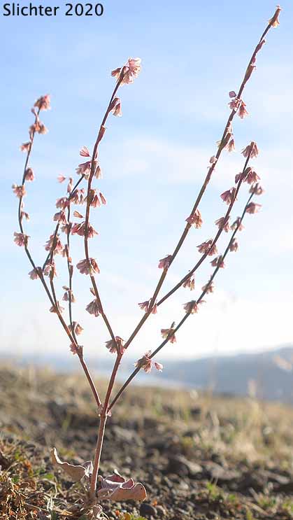 Broom Buckwheat, Wickerstem Buckwheat, Wire-stem Buckwheat: Eriogonum vimineum (Synonyms: Eriogonum shoshonense, Eriogonum vimineum ssp. shoshonense, Eriogonum vimineum var. shoshonense, Eriogonum vimineum var. shoshonense, Eriogonum vimineum var. vimineum)