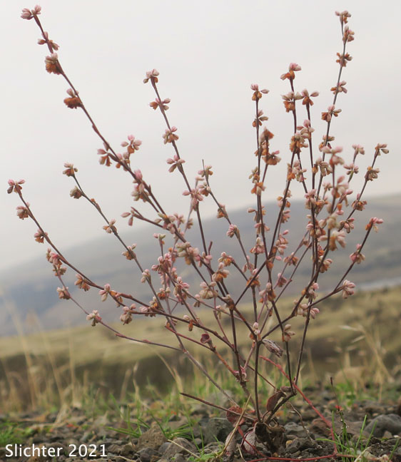 Broom Buckwheat, Wickerstem Buckwheat, Wire-stem Buckwheat: Eriogonum vimineum (Synonyms: Eriogonum shoshonense, Eriogonum vimineum ssp. shoshonense, Eriogonum vimineum var. shoshonense, Eriogonum vimineum var. shoshonense, Eriogonum vimineum var. vimineum)