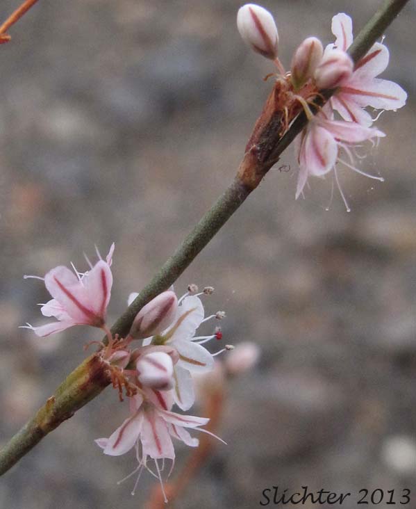 Close-up of the flowers of Broom Buckwheat, Wickerstem Buckwheat, Wire-stem Buckwheat: Eriogonum vimineum (Synonyms: Eriogonum shoshonense, Eriogonum vimineum ssp. shoshonense, Eriogonum vimineum var. shoshonense, Eriogonum vimineum var. shoshonense, Eriogonum vimineum var. vimineum)