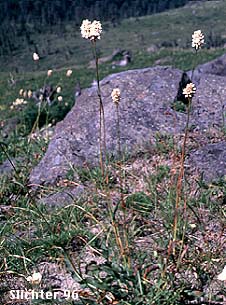American Bistort, Mountain Meadow Knotweed, Snakeweed, Western Bistort: Bistorta bistortoides (Synonym: Polygonum bistortoides)
