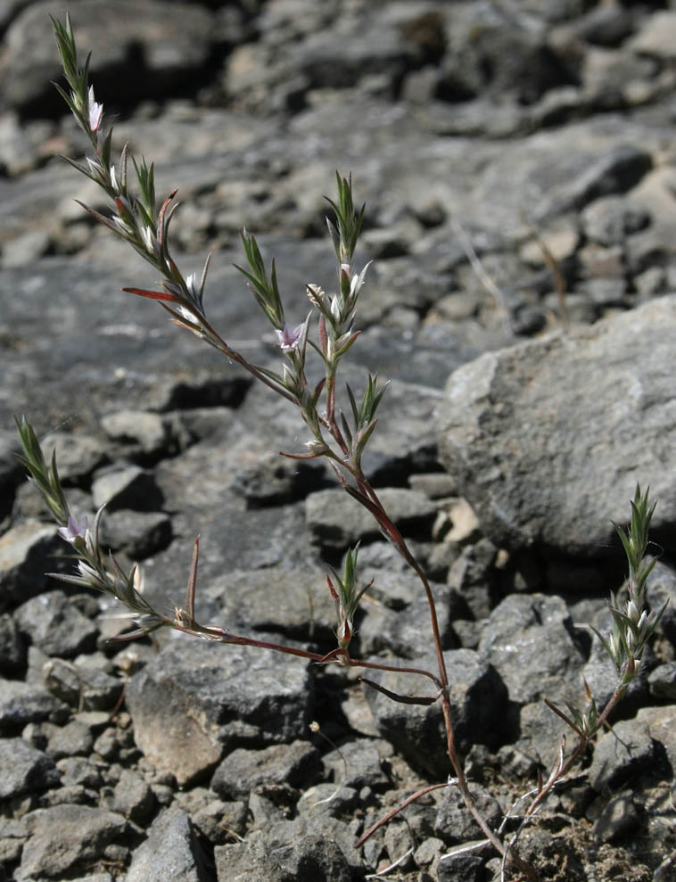 California Knotweed: Polygonum californicum (Synonyms: Polygonum greenii)
