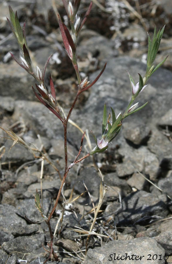 California Knotweed: Polygonum californicum (Synonyms: Polygonum greenii)