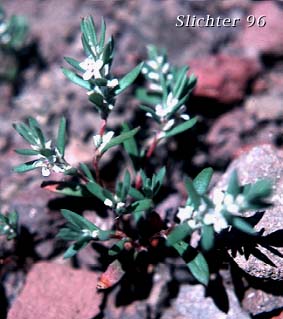 Cascade Knotweed, Cascades Polygonum: Polygonum cascadense