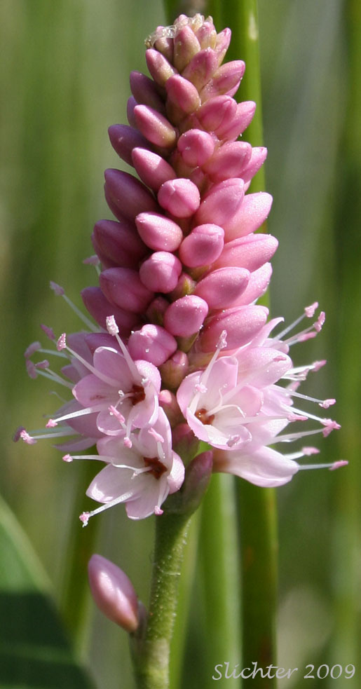 Inflorescence of Pink Knotweed, Water Smartweed: Persicaria amphibia (Synonyms: Polygonum amphibium, Polygonum amphibium var. coccineum, Polygonum amphibium var. emersum, Polygonum amphibium var. natans, Polygonum amphibium var. stipulaceum, Polygonum coccineum, Polygonum coccineum var. coccineum, Polygonum coccineum var. hartwrightii, Polygonum natans, Polygonum natans var. hartwrightii)