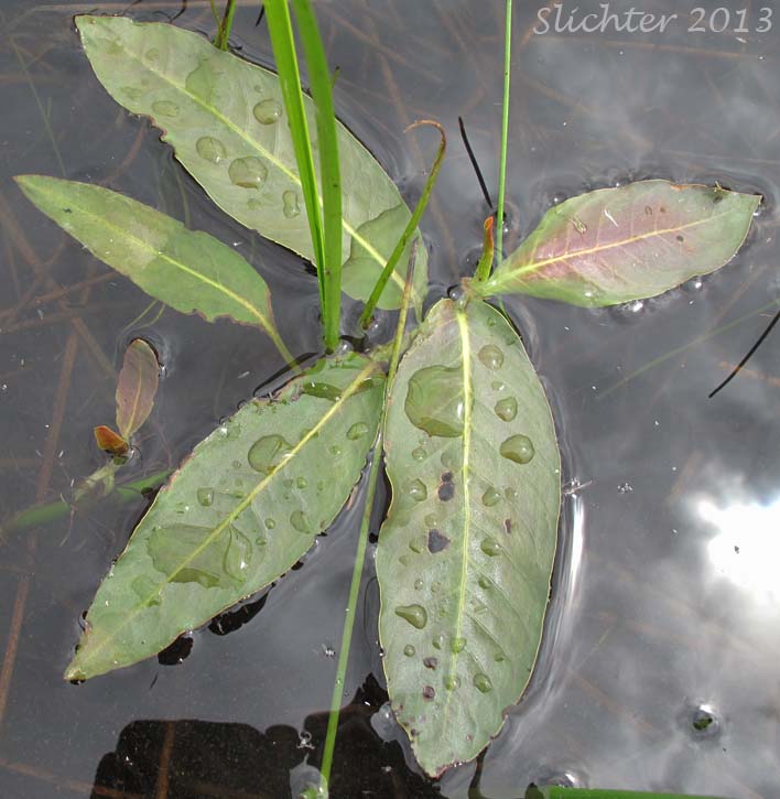 Pink Knotweed, Water Smartweed: Persicaria amphibia (Synonyms: Polygonum amphibium, Polygonum amphibium var. coccineum, Polygonum amphibium var. emersum, Polygonum amphibium var. natans, Polygonum amphibium var. stipulaceum, Polygonum coccineum, Polygonum coccineum var. coccineum, Polygonum coccineum var. hartwrightii, Polygonum natans, Polygonum natans var. hartwrightii)