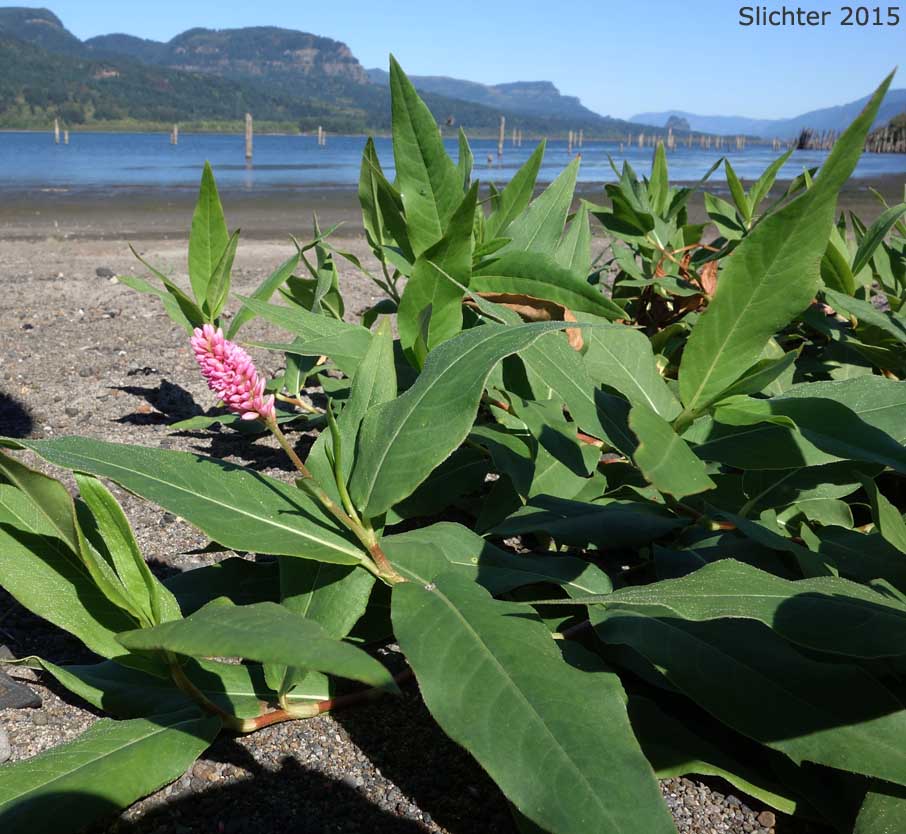 Pink Knotweed, Water Smartweed: Persicaria amphibia (Synonyms: Polygonum amphibium, Polygonum amphibium var. coccineum, Polygonum amphibium var. emersum, Polygonum amphibium var. natans, Polygonum amphibium var. stipulaceum, Polygonum coccineum, Polygonum coccineum var. coccineum, Polygonum coccineum var. hartwrightii, Polygonum natans, Polygonum natans var. hartwrightii)
