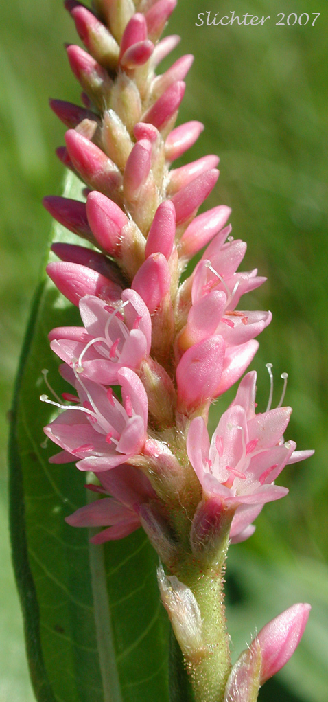 Inflorescence of Pink Knotweed, Water Smartweed: Persicaria amphibia (Synonyms: Polygonum amphibium, Polygonum amphibium var. coccineum, Polygonum amphibium var. emersum, Polygonum amphibium var. natans, Polygonum amphibium var. stipulaceum, Polygonum coccineum, Polygonum coccineum var. coccineum, Polygonum coccineum var. hartwrightii, Polygonum natans, Polygonum natans var. hartwrightii)