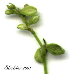 Climbing Bindweed, Wild Buckwheat: Fallopia convolvulus (Synonyms: Polygonum convolvulus, Polygonum convolvulus var. convolvulus)
