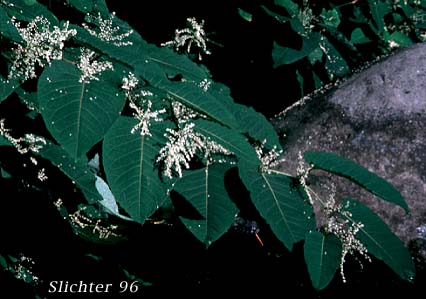 Japanese Knotweed: Fallopia japonica (Synonyms: Fallopia japonica, Polygonum cuspidatum, Reynoutria japonica)
