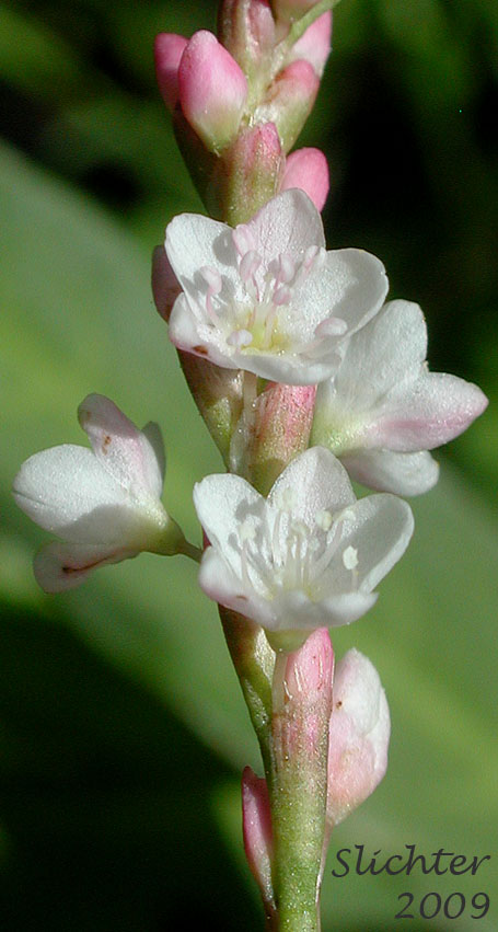 Inflorescence of Swamp Smartweed, Waterpepper, Water Pepper: Persicaria hydropiperoides (Synonyms: Persicaria paludicola, Polygonum hydropiperoides, Polygonum hydropiperoides var. adenocalyx, Polygonum hydropiperoides var. asperifolium, Polygonum hydropiperoides var. buschianum, Polygonum hydropiperoides var. digitatum, Polygonum hydropiperoides var. hydropiperoides, Polygonum hydropiperoides var. opelousanum, Polygonum hydropiperoides var. psilostachyum, Polygonum opelousanum, Polygonum opelousanum var. adnocalyx, Polygonum persicarioides)