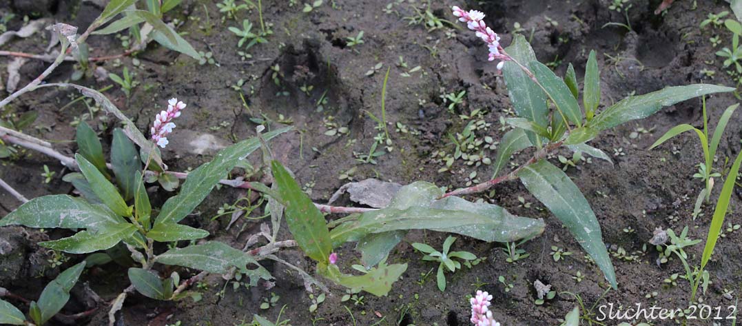 Swamp Smartweed, Waterpepper, Water Pepper: Persicaria hydropiperoides (Synonyms: Persicaria paludicola, Polygonum hydropiperoides, Polygonum hydropiperoides var. adenocalyx, Polygonum hydropiperoides var. asperifolium, Polygonum hydropiperoides var. buschianum, Polygonum hydropiperoides var. digitatum, Polygonum hydropiperoides var. hydropiperoides, Polygonum hydropiperoides var. opelousanum, Polygonum hydropiperoides var. psilostachyum, Polygonum opelousanum, Polygonum opelousanum var. adnocalyx, Polygonum persicarioides)
