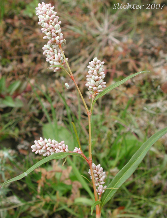 Curltop Ladysthumb, Dock-leaf Smartweed, Pale Smartweed, Willow Weed: Persicaria lapathifolia (Synonyms: Polygonum incarnatum, Polygonum lapathifolium, Polygonum lapathifolium var. salicifolium, Polygoum linicola, Polygonum nodosum, Polygonum scabrum, Polygonum tomentosum)