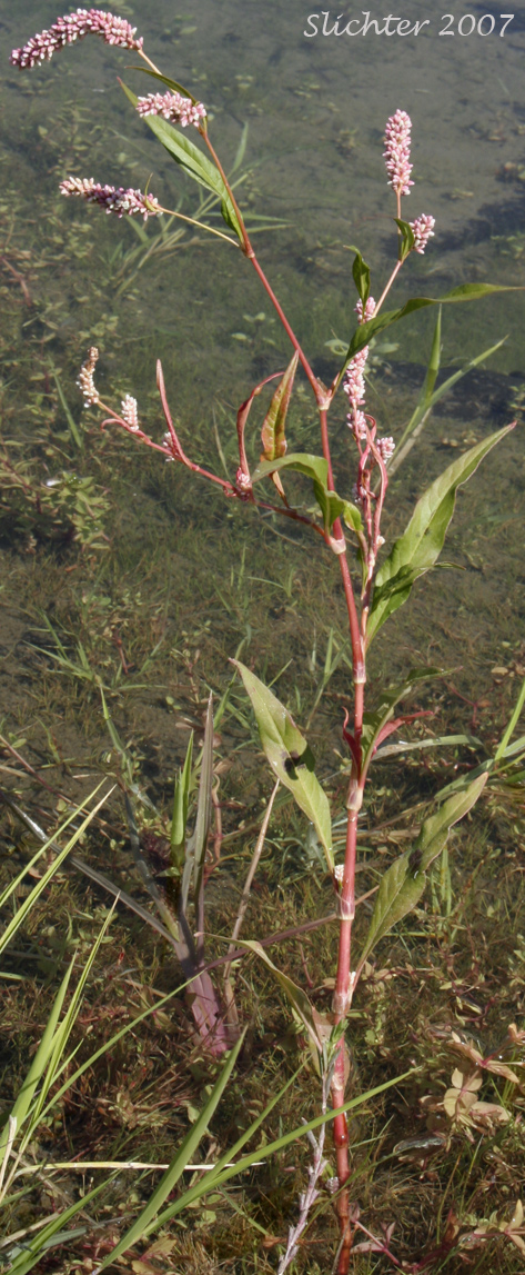 Curltop Ladysthumb, Dock-leaf Smartweed, Pale Smartweed, Willow Weed: Persicaria lapathifolia (Synonyms: Polygonum incarnatum, Polygonum lapathifolium, Polygonum lapathifolium var. salicifolium, Polygoum linicola, Polygonum nodosum, Polygonum scabrum, Polygonum tomentosum)