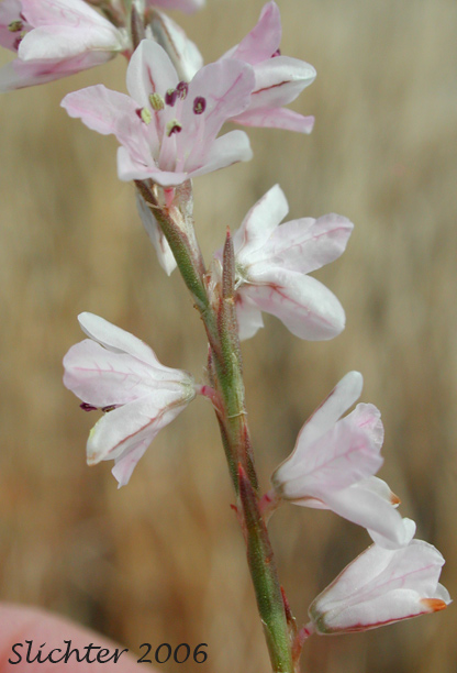 Inflorescence of Wiry Knotweed, Palouse Knotweed: Polygonum majus (Synonym: Polygonum coarctatum var. majus, Polygonum douglasii ssp. majus)