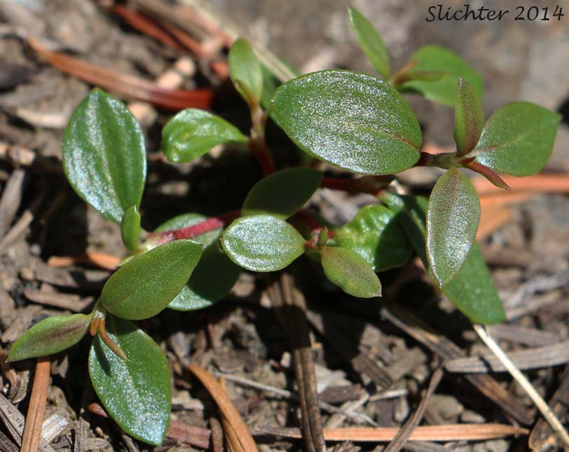 Broadleaf Knotweed, Broad-leaved Knotweed, Leafy Dwarf Knotweed, Zigzag Knotweed: Polygonum minimum (Synonym: Polygonum torreyi)