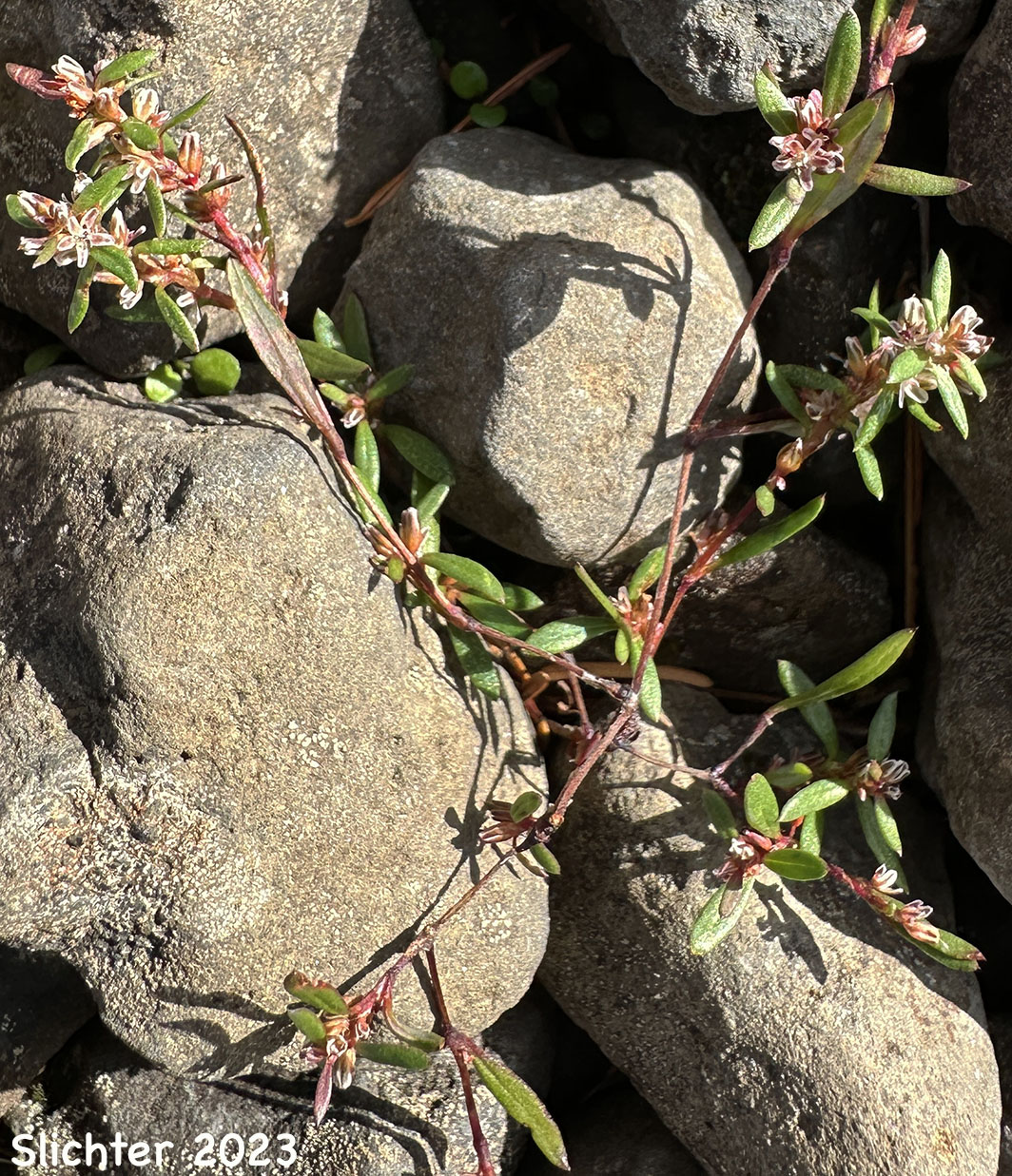 Nuttall's Knotweed: Polygonum nuttallii (Synonym: Polygonum douglasii ssp. nuttallii)