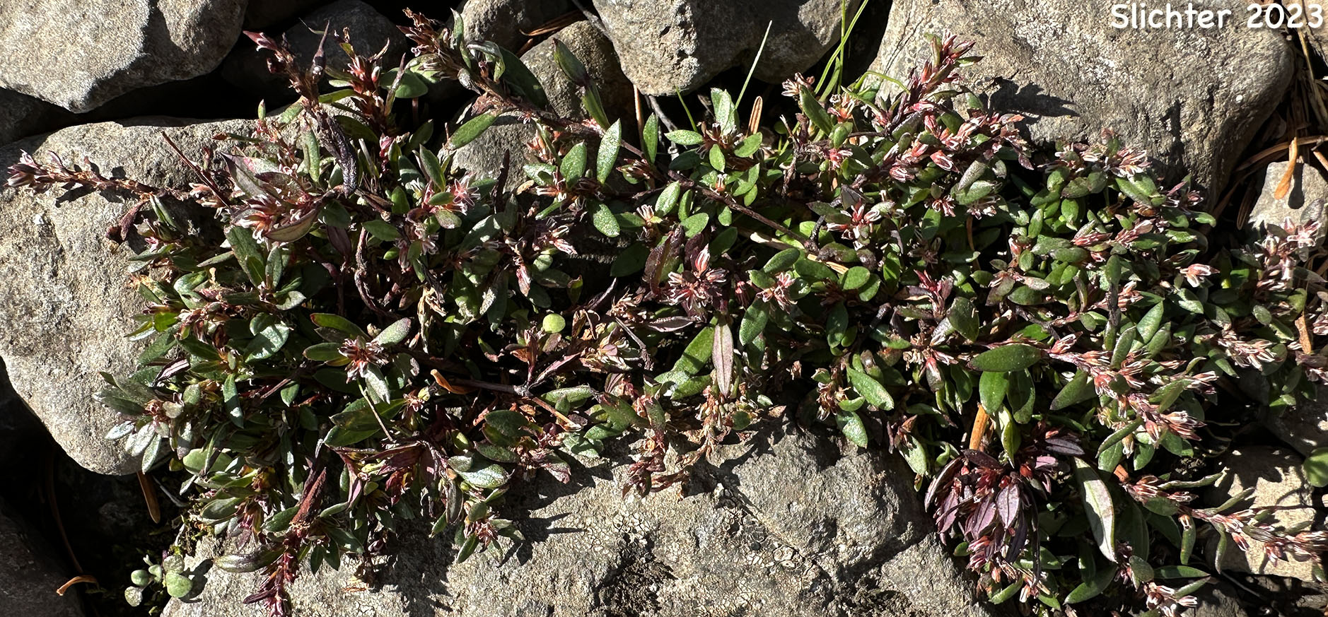 Nuttall's Knotweed: Polygonum nuttallii (Synonym: Polygonum douglasii ssp. nuttallii)