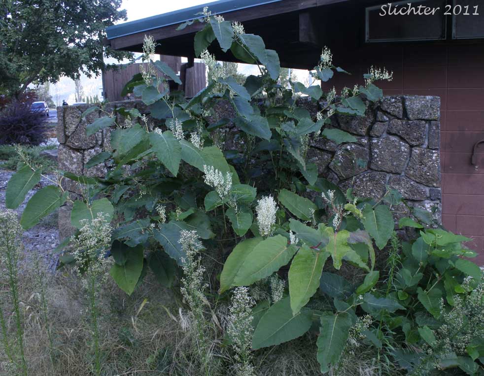 Giant Knotweed: Fallopia sachalinensis (Synonyms: Polygonum sachalinense, Reynoutria sachalinensis, Tiniaria sachalinensis)