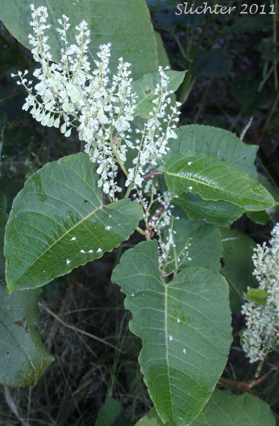 Giant Knotweed: Fallopia sachalinensis (Synonyms: Polygonum sachalinense, Reynoutria sachalinensis, Tiniaria sachalinensis)