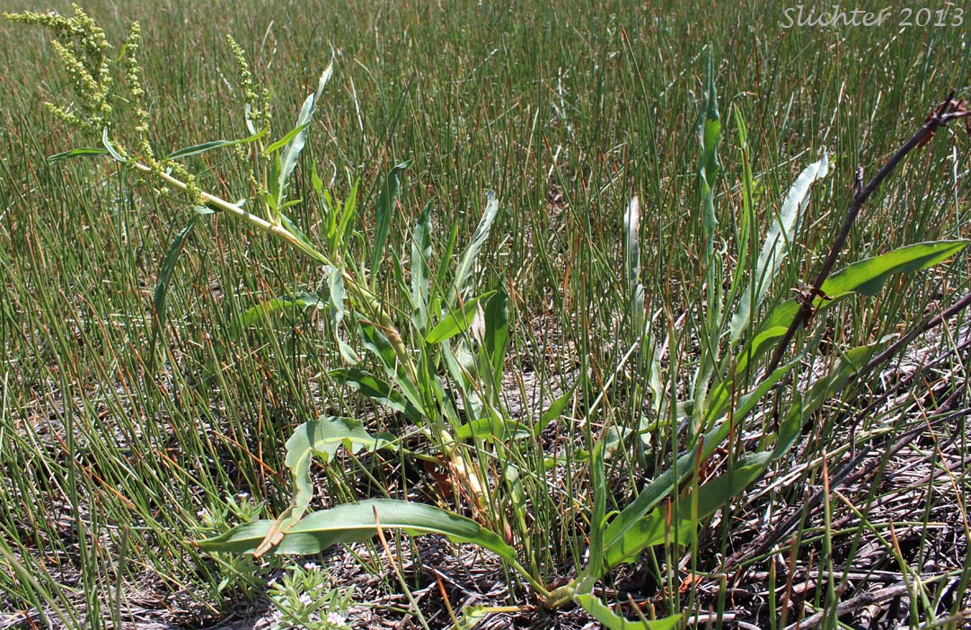 Mexican Dock, Narrow-leaved Dock: Rumex salicifolius var. mexicanus (Synonyms: Rumex mexicanus, Rumex mexicanus var. angustifolius, Rumex mexicanus var. subarcticus, Rumex quadrangulivalvis, Rumex salicifolius ssp. triangulivalvis, Rumex salicifolius var. triangulivalvis, Rumex subarcticus, Rumex triangulivalvis, Rumex triangulivalvis var. oreolapathum)