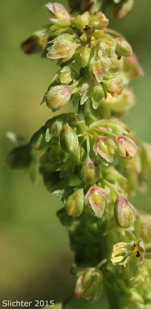Mexican Dock, Narrow-leaved Dock: Rumex salicifolius var. mexicanus (Synonyms: Rumex mexicanus, Rumex mexicanus var. angustifolius, Rumex mexicanus var. subarcticus, Rumex quadrangulivalvis, Rumex salicifolius ssp. triangulivalvis, Rumex salicifolius var. triangulivalvis, Rumex subarcticus, Rumex triangulivalvis, Rumex triangulivalvis var. oreolapathum)