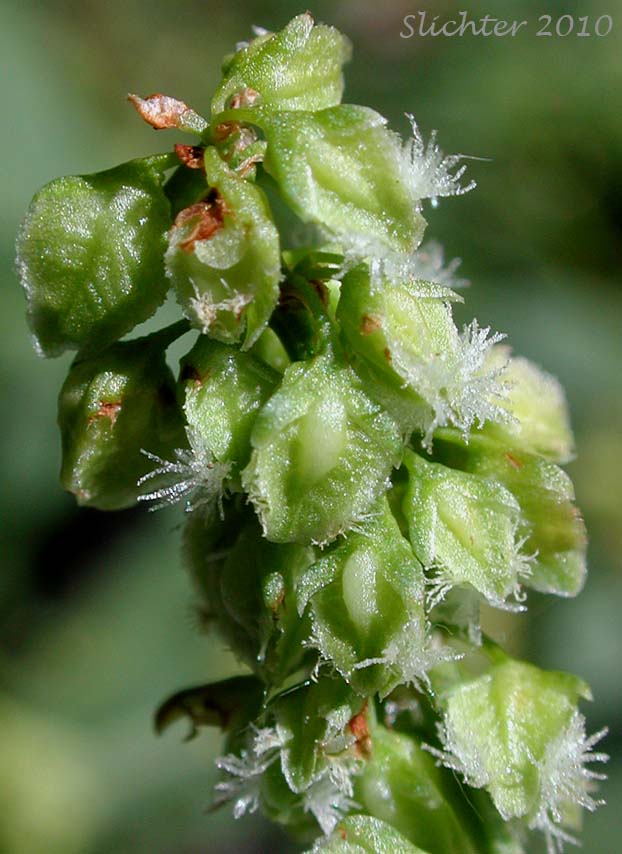 Close-up of the inflorescence of Mexican Dock, Willow Dock: Rumex salicifolius var. mexicanus (Synonyms: Rumex mexicanus var. mexicanus, Rumex salicifolius var. triangulivalvis, Rumex triangulivalvis)