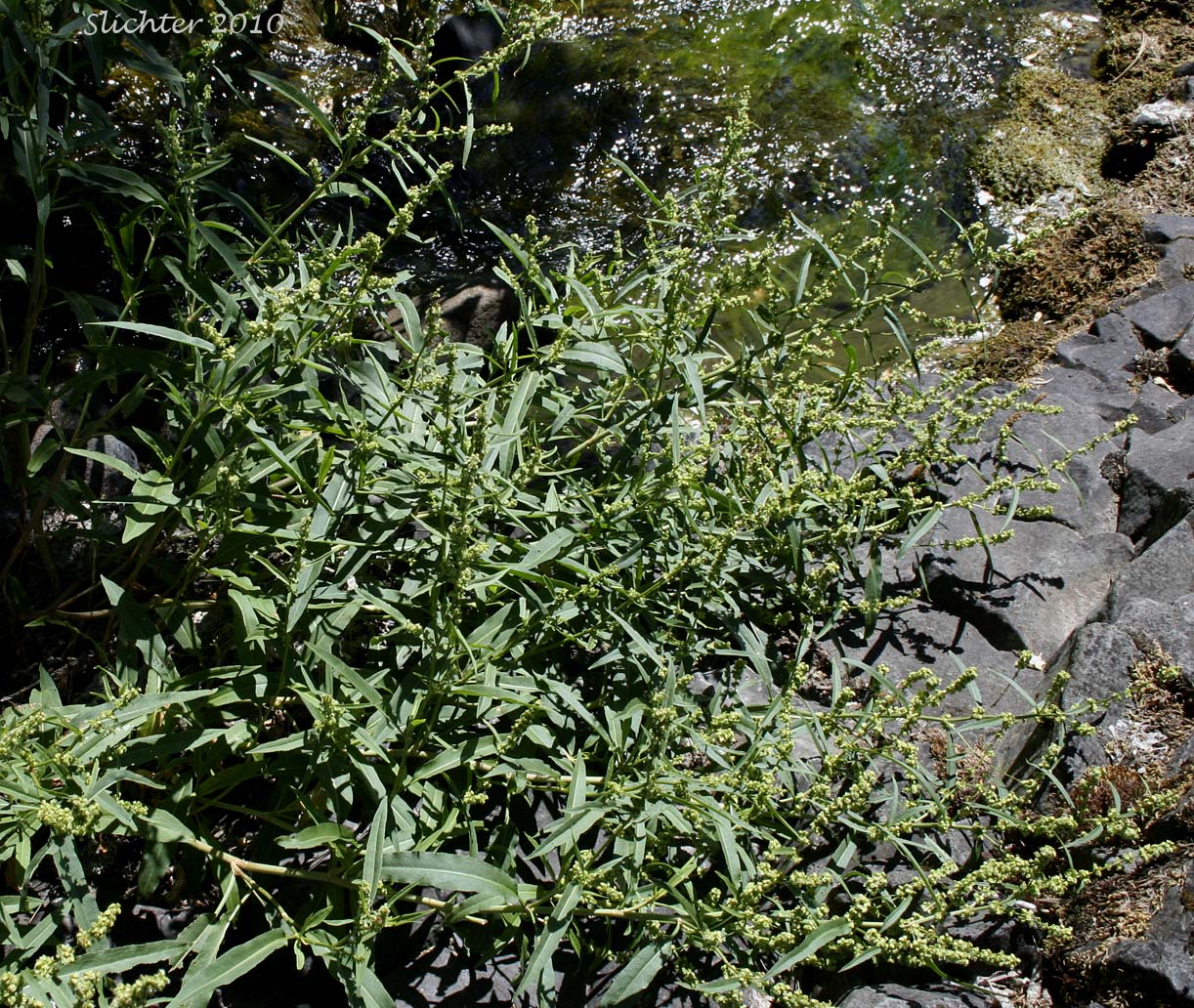 Mexican Dock, Willow Dock: Rumex salicifolius var. mexicanus (Synonyms: Rumex mexicanus var. mexicanus, Rumex salicifolius var. triangulivalvis, Rumex triangulivalvis)