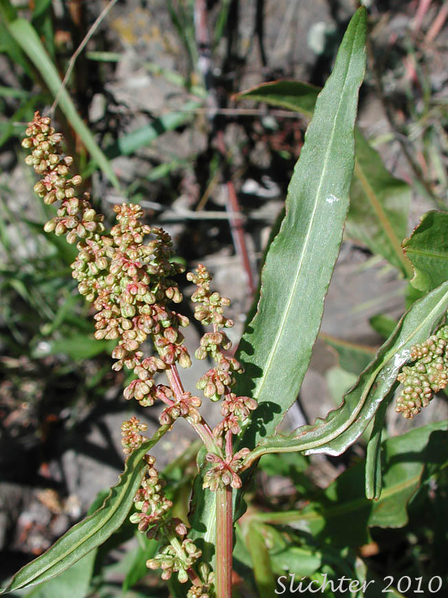 Portion of the inflorescence in bud of Mexican Dock, Narrow-leaved Dock: Rumex salicifolius var. mexicanus (Synonyms: Rumex mexicanus, Rumex mexicanus var. angustifolius, Rumex mexicanus var. subarcticus, Rumex quadrangulivalvis, Rumex salicifolius ssp. triangulivalvis, Rumex salicifolius var. triangulivalvis, Rumex subarcticus, Rumex triangulivalvis, Rumex triangulivalvis var. oreolapathum)