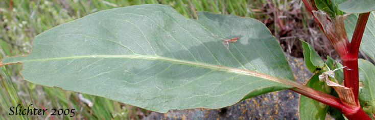 Stem loeaf of Veiny Dock, Winged Dock: Rumex venosus